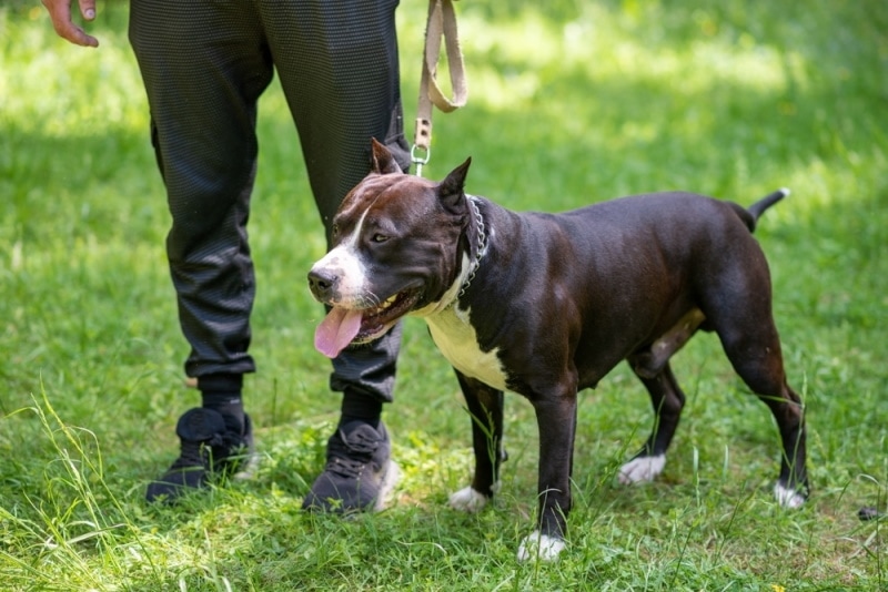 Jak Pitbulle wypadają na tle najinteligentniejszych psów?