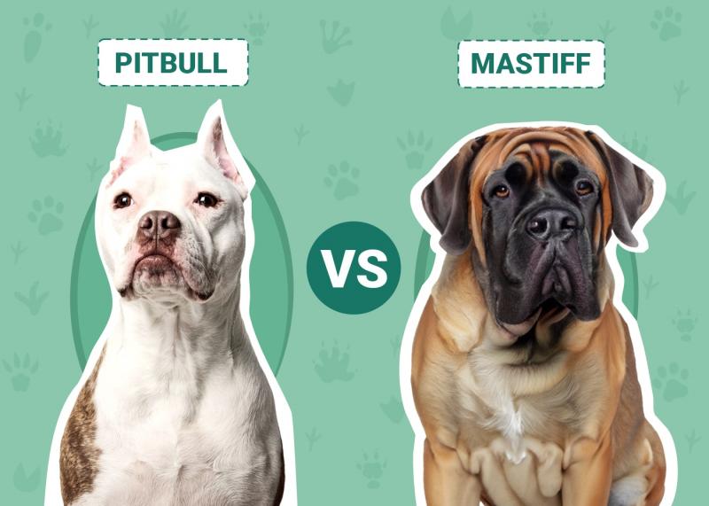 Pitbull vs Mastiff: Kluczowe różnice (ze zdjęciami)