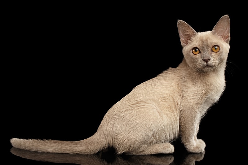Które koty są uważane za hipoalergiczne?