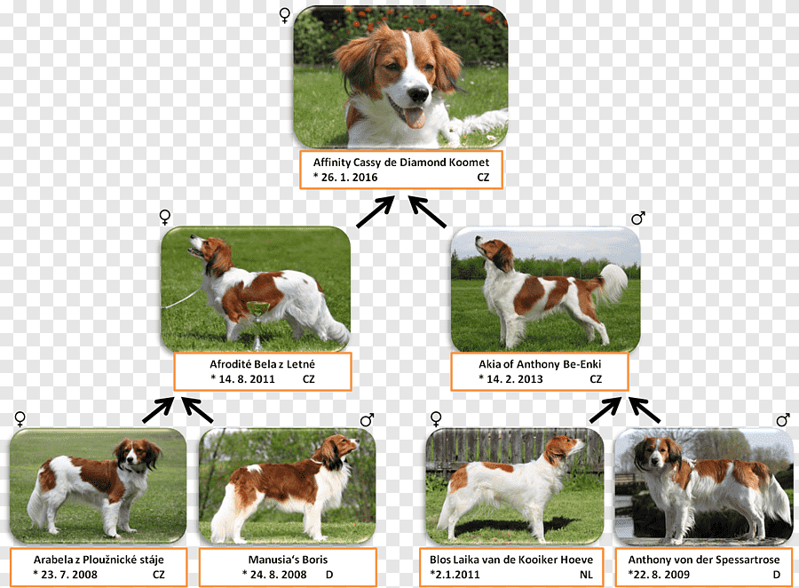 Foxhound vs Beagle: Różnice (ze zdjęciami)