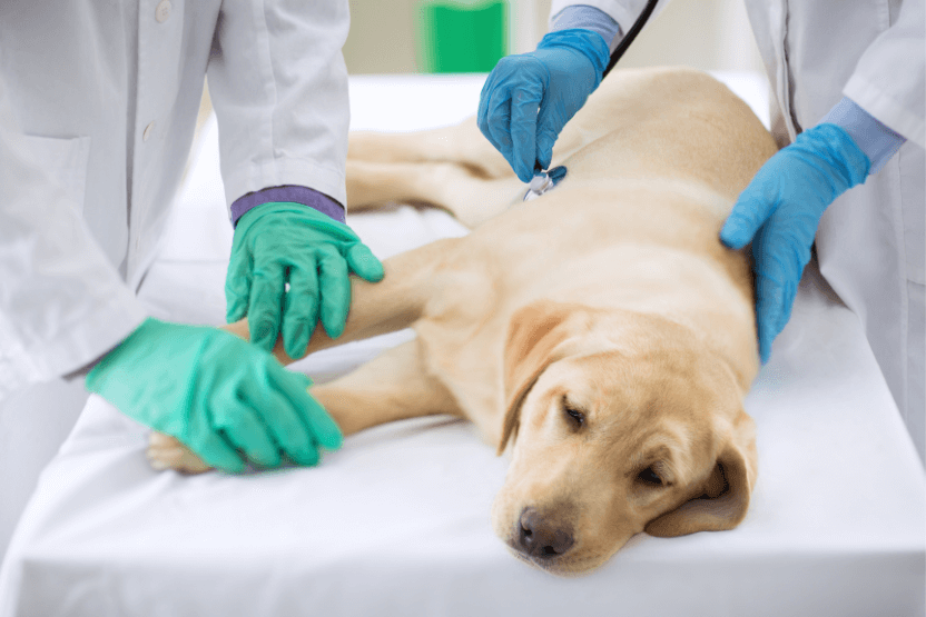 Jakie są metody leczenia zatruć u psów?