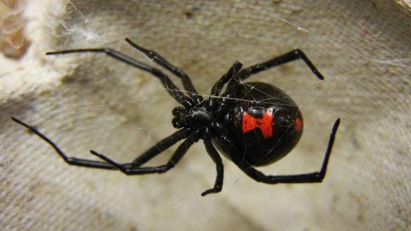 Trzymanie pająka jako zwierzęcia domowego
