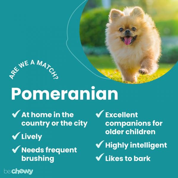 Charakterystyka rasy Pomeranian Teacup