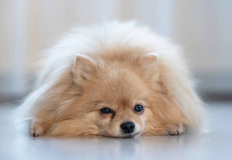 Powody, dla których pies rasy Pomeranian może się trząść