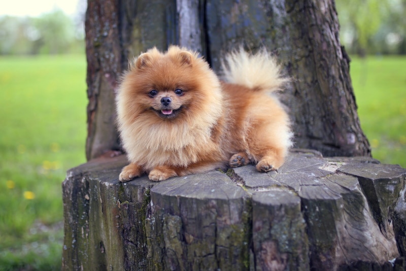 Jak duże stają się psy rasy Pomeranian? Średnia waga i wykres wzrostu
