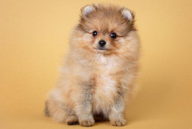 Teacup Pomeranian: Zdjęcia, przewodnik pielęgnacji, temperament i cechy