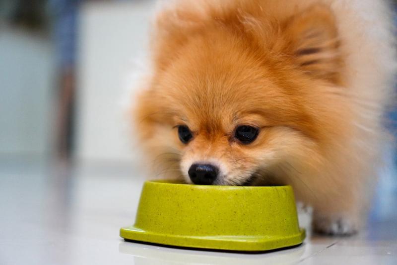 22 Niezbędne artykuły dla psa rasy Pomeranian na dobry początek: Przewodnik 2024