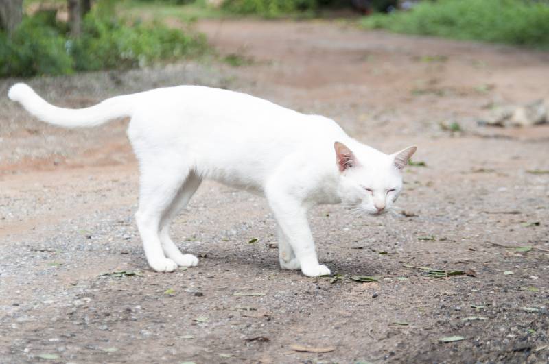 Co powoduje ślepotę u kotów?