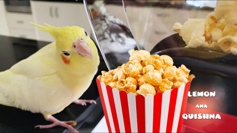 Przekąski dla ptaków: Co jest lepsze od popcornu?