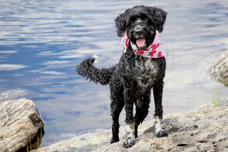 Co należy wiedzieć, posiadając mieszankę laba z portugalskim psem wodnym: