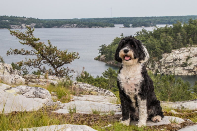 9 wskazówek dotyczących szkolenia portugalskich psów wodnych