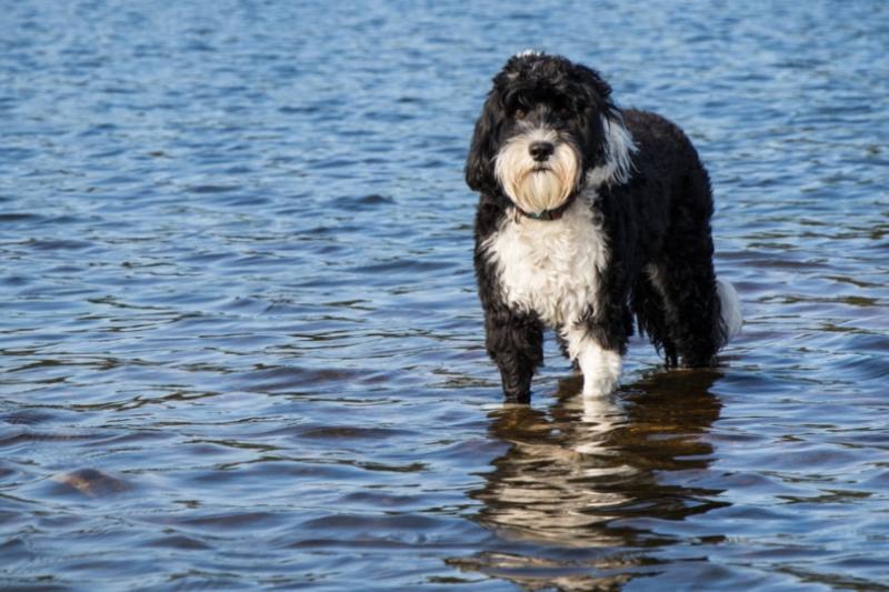 2. Bądź łagodny, ale stanowczy (pomóż portugalskiemu psu wodnemu nauczyć się szacunku)
