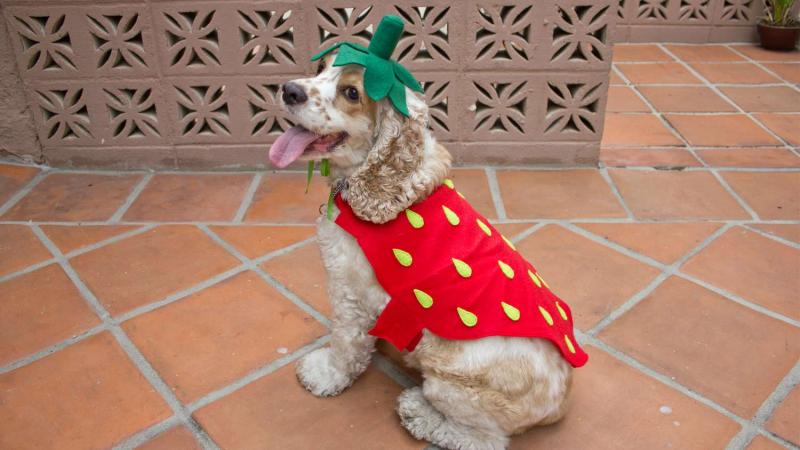 15 niesamowitych kostiumów DIY dla psa i właściciela, które możesz wykonać już dziś (ze zdjęciami)