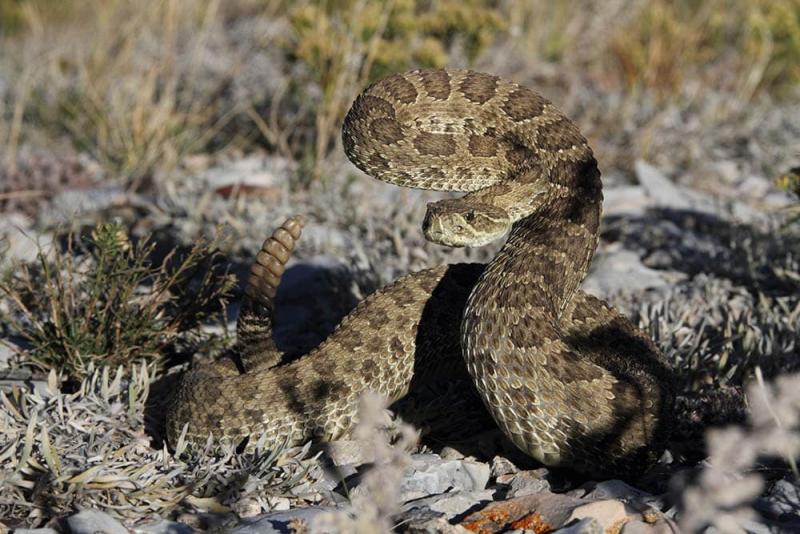 3 węże wodne występujące w Montanie