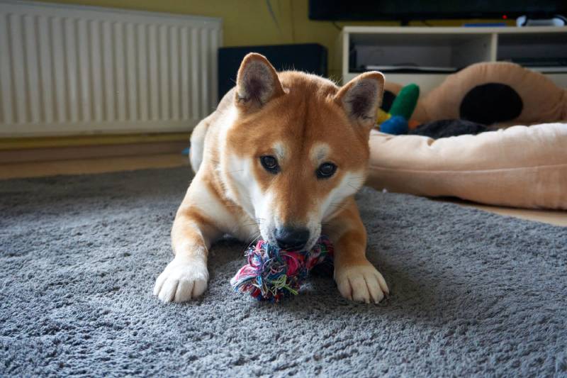 Jaki jest najlepszy sposób na zapoznanie Shiba Inu z kotem?