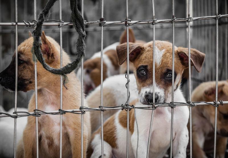 14. Chociaż wyścigi psów są nielegalne w 40 stanach, wiele chartów nadal jest maltretowanych.