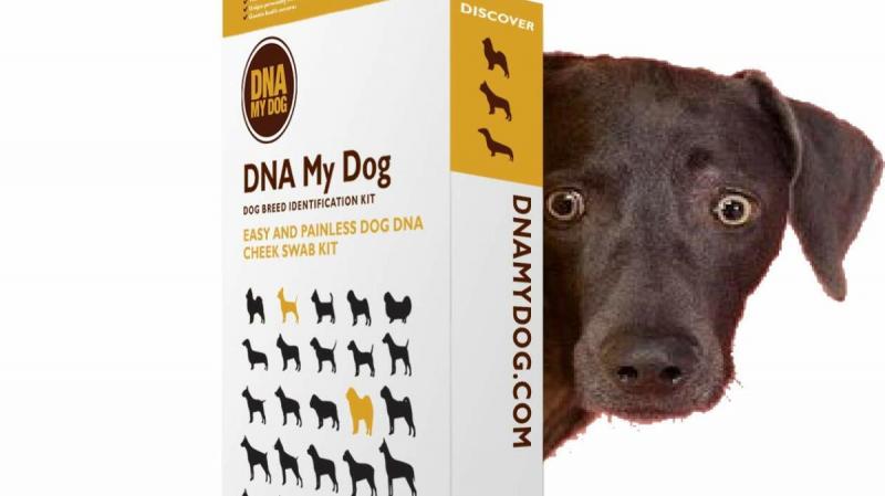 Test DNA My Dog Breed ID - krótki przegląd