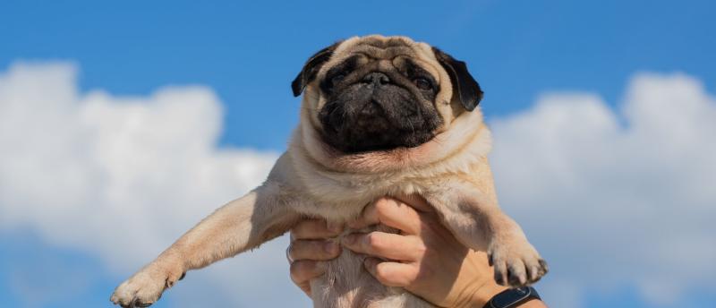 7. Biggie the Pug zdobył tytuł Najlepszego Psa Zabawkowego na Westminster Kennel Club Dog Show 2018.