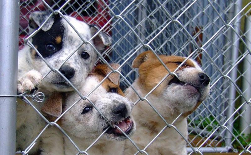 11. Psy w hodowlach szczeniąt spędzają 24 godziny na dobę w ciasnych klatkach, z niewielką przestrzenią do ćwiczeń lub zabawy.