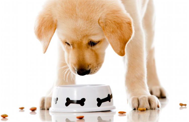 4 powody, dla których Twój pies zostawia kawałek jedzenia