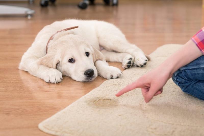 Możliwe przyczyny siusiania psa dwa razy dziennie: