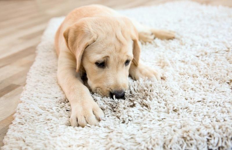 5 najlepszych dywanów dla zwierząt domowych