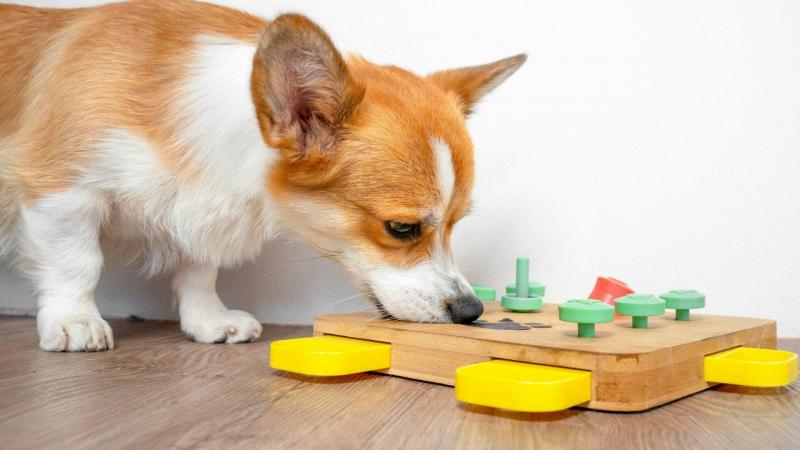 8 najlepszych zabawek stymulujących umysł dla psów w 2024 roku - recenzje i najlepsze propozycje
