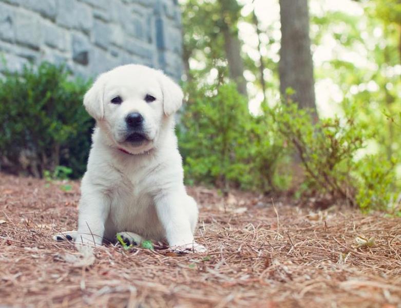 Wzrost i wielkość psa: Czy różne rasy rosną szybciej?
