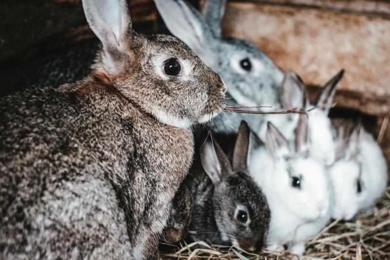 1. Kolumbijski królik pigmejski