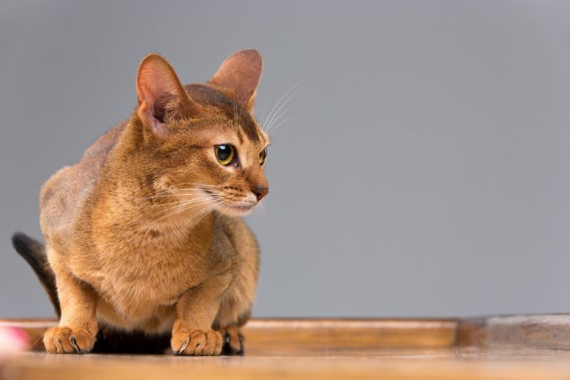10 fascynujących faktów o kotach abisyńskich