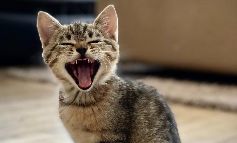 8 powodów, dla których kot na ciebie kicha