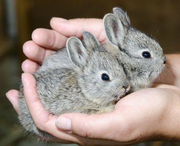 10 najmniejszych ras królików na świecie (ze zdjęciami)