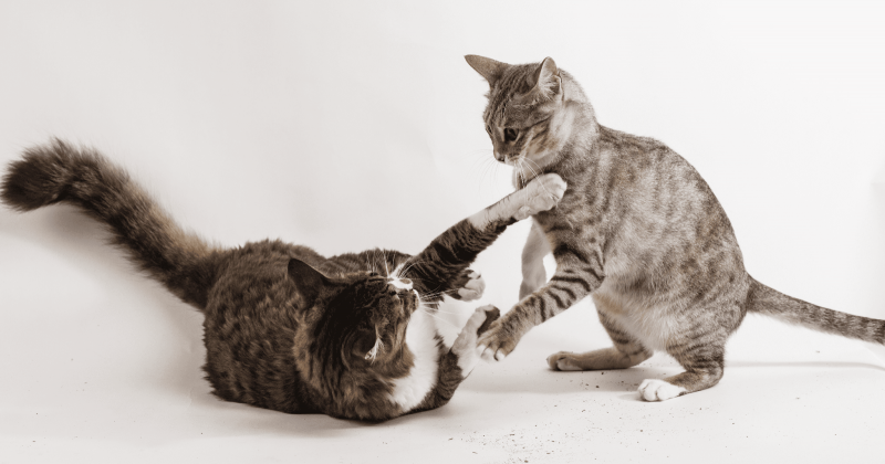 Co robić, gdy koty się biją