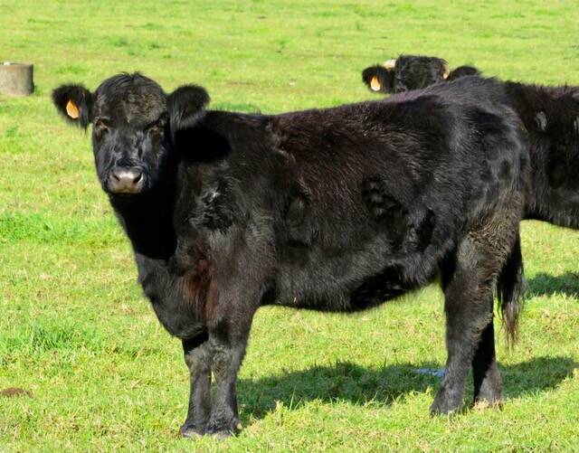 Szybkie fakty na temat czarnego bydła walijskiego