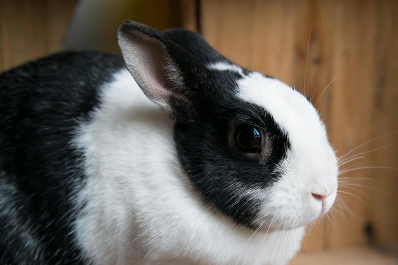 13. Królik Mini Lop