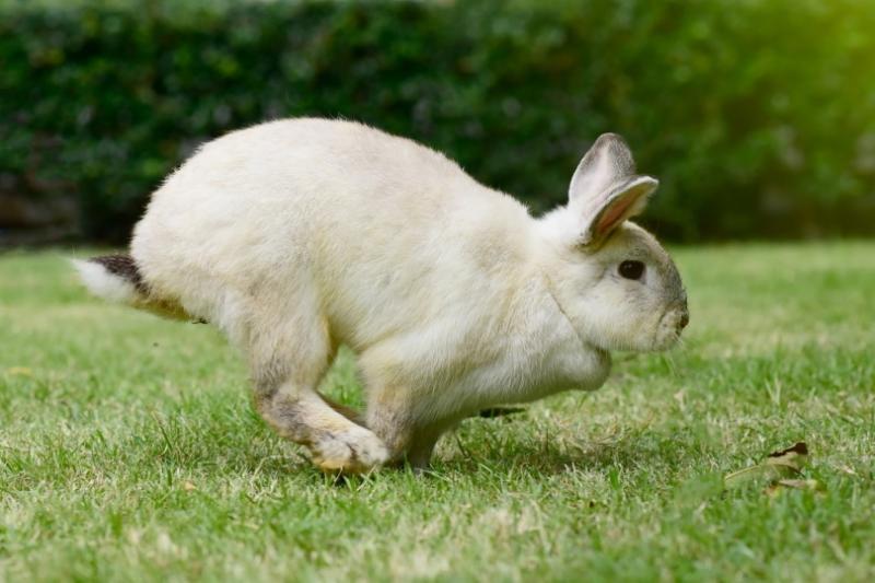 33. Samce królików mogą być kastrowane, a samice sterylizowane.