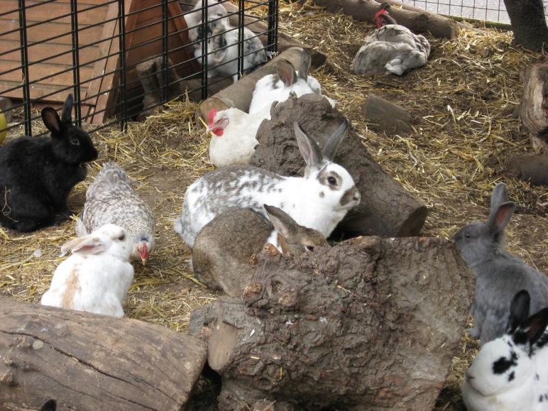 Wskazówki dotyczące trzymania królików i kurczaków razem