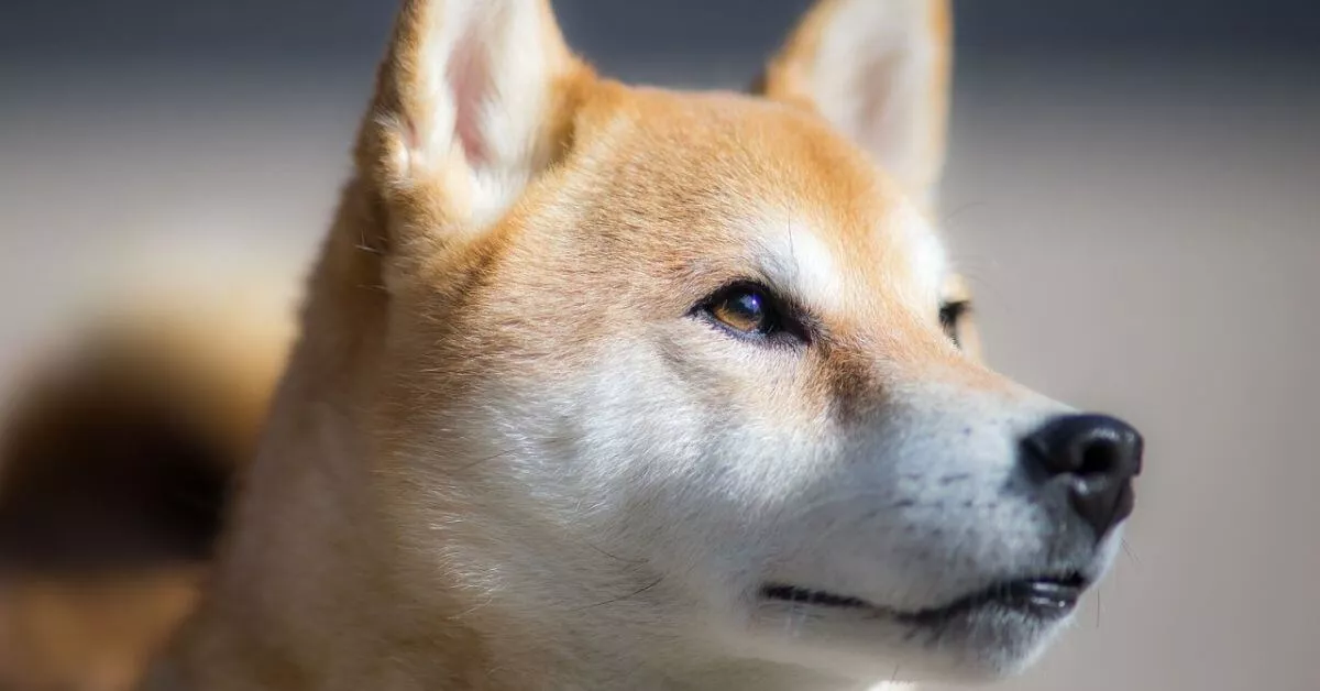 6 powszechnych problemów zdrowotnych u psów rasy Shiba Inu, o których należy pamiętać