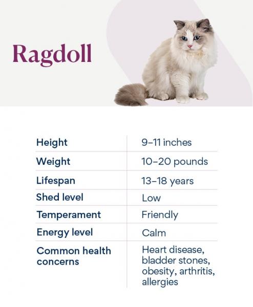 Jak zmierzyć kota rasy Ragdoll