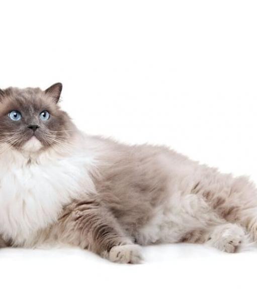 Kocięta rasy Ragdoll