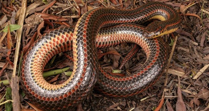 13. Texas Coral Snake