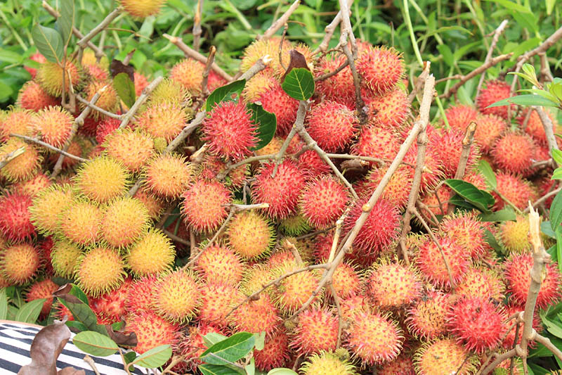 Czym dokładnie są rambutany i czy są zdrowe dla psów?