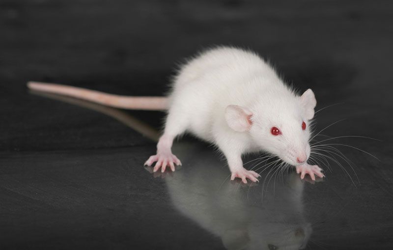 Szczury albinosy: 18 niesamowitych faktów na temat tych białych szczurów