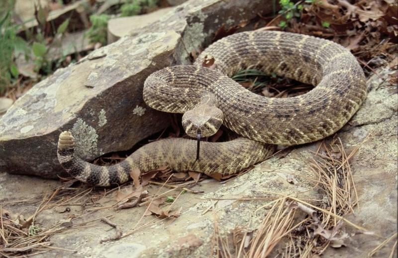 10 węży występujących w Arkansas (ze zdjęciami)