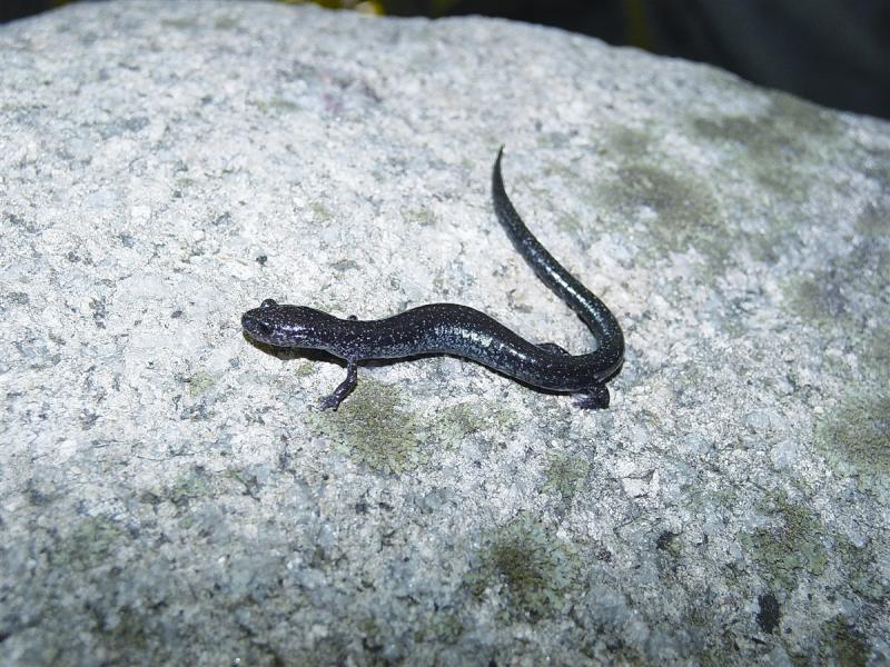 5 salamander występujących w Ohio (ze zdjęciami)