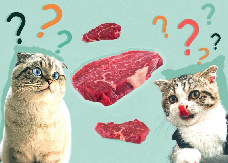 Czy koty mogą jeść surową wołowinę? Sprawdzone przez weterynarza fakty i najczęściej zadawane pytania