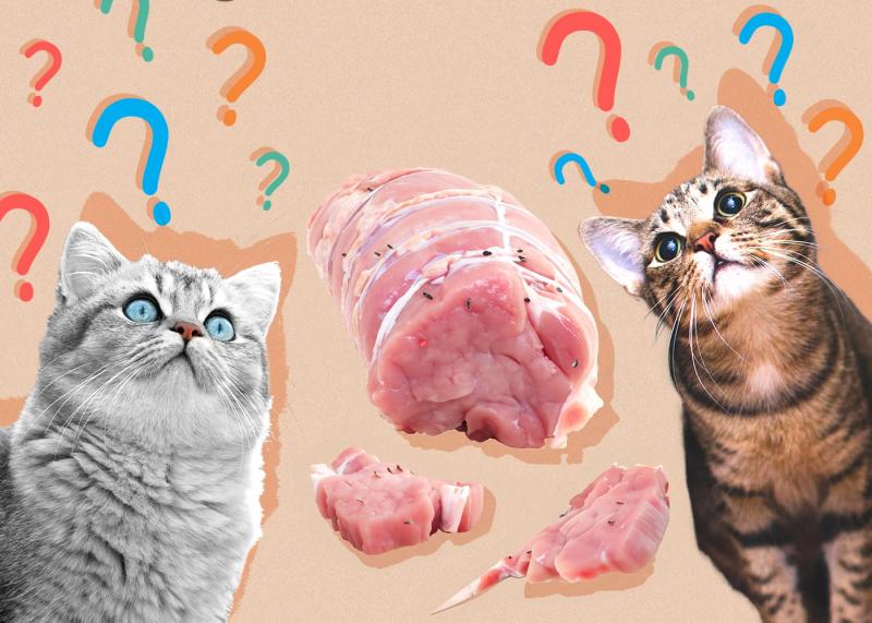 Zalety karmienia kotów surowym mięsem