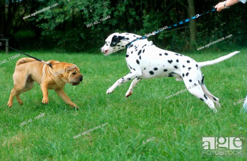 Sharmatian (mieszanka shar pei i dalmatyńczyka): Informacje, zdjęcia, pielęgnacja i więcej!