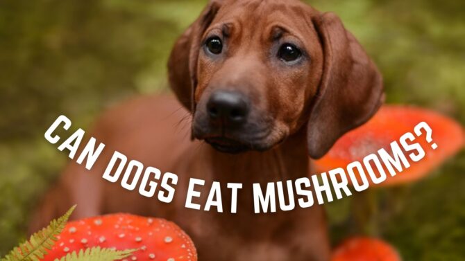 Czy psy mogą jeść trufle? Zagrożenia i korzyści zweryfikowane przez weterynarza