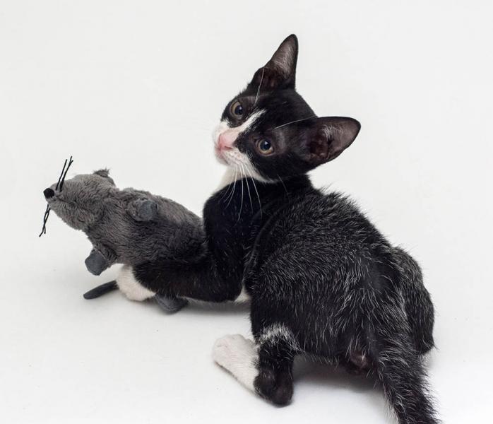 Płaszcze gorączkowe u kotów: Co to jest, skutki i rodzaje